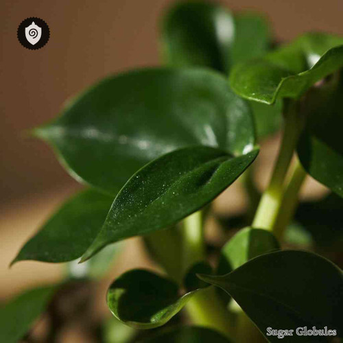 Peperomia Velloziana sugar spheres in compact orb form for energetic homeopathic (nonmedical) dry-format presentation