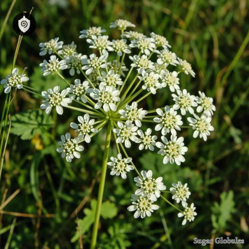 Perideridia Bolanderi sugar spheres in uniform orb form for precise energetic homeopathic (nonmedical) dry-form physical presentation