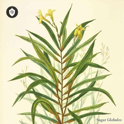 Persoonia Lanceolata sugar spheres in compact orb form for energetic homeopathic (nonmedical) dry-form product presentation