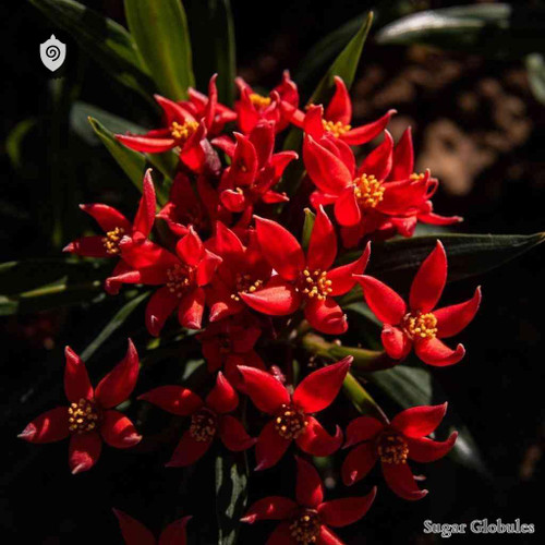 Petalidium Coccineum sugar granules in spherical form for standardized energetic homeopathic (nonmedical) dry-form presentation