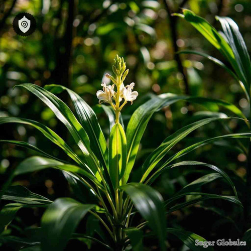 Petiveria Tetrandra sugar granules in consistent orb form for energetic homeopathic (nonmedical) dry-form presentation