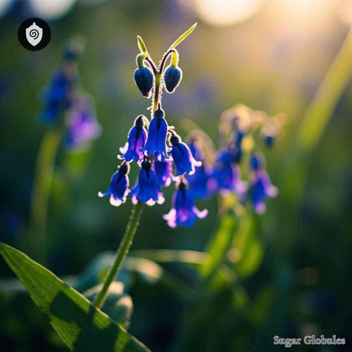 Phacelia Campanularia sugar spheres in uniform orb format for energetic homeopathic (nonmedical) dry-form presentation