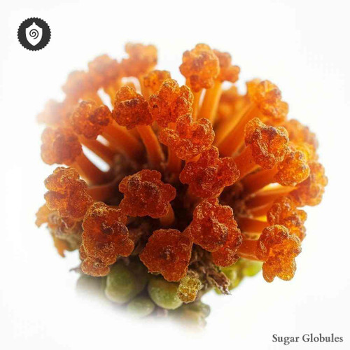 Phakospsora Pachyrhizi sugar granules in uniform orb format for energetic homeopathic (nonmedical) dry-form presentation