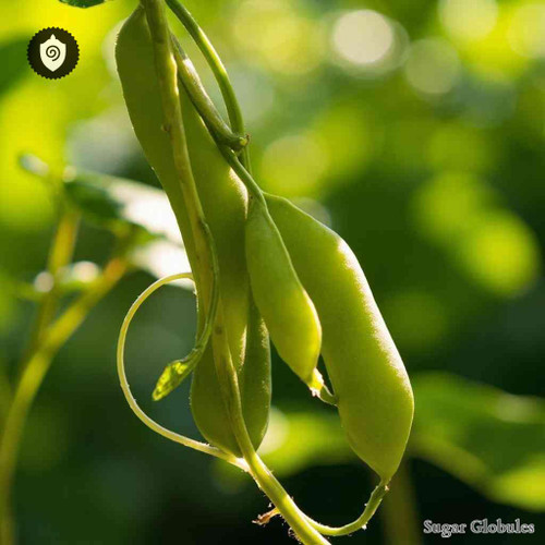 Phaseolus Lunatus - Butter Beans sugar spheres in pellet form for energetic homeopathic (nonmedical) dry product presentation