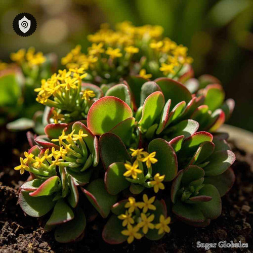 Phedimus Aizoon sugar spheres in uniform orb form for energetic homeopathic (nonmedical) dry storage and physical remedy presentation