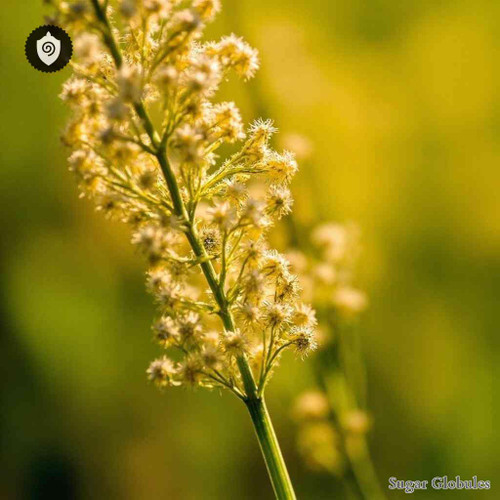 Phleum Pratense - Pollen Phlei sugar orbs in spherical format for energetic homeopathic (nonmedical) dry-form presentation