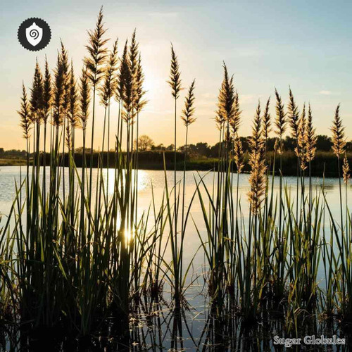 Phragmites Vulgaris sugar spheres in uniform orb form for energetic homeopathic (nonmedical) physical remedy presentation