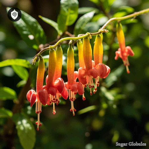 Phygelius Aequalis sugar spheres in compact pellet form for energetic homeopathic (nonmedical) dry-format presentation