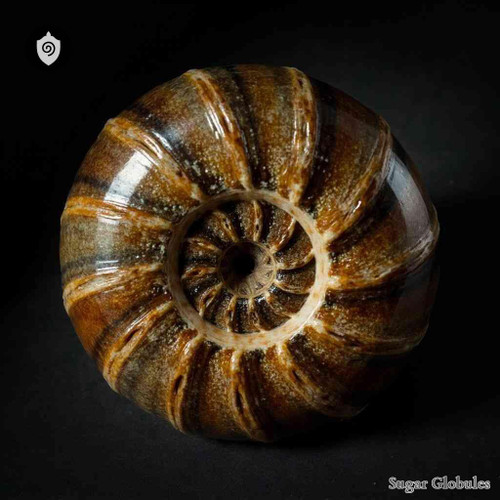 Phylloceras Spec. Fossil sugar granules in precise orb form for energetic homeopathic (nonmedical) dry-form presentation