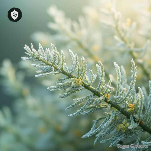 Pimelea Prostata sugar spheres in uniform orb format for energetic homeopathic (nonmedical) dry-form presentation and storage