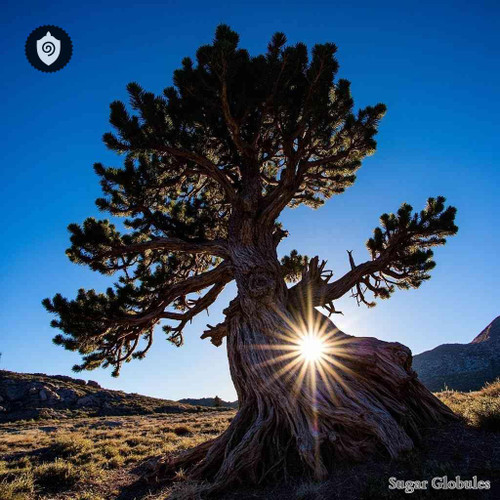 Pinus Aristata sugar spheres in pellet form for energetic homeopathic (nonmedical) dry storage and standardized presentation