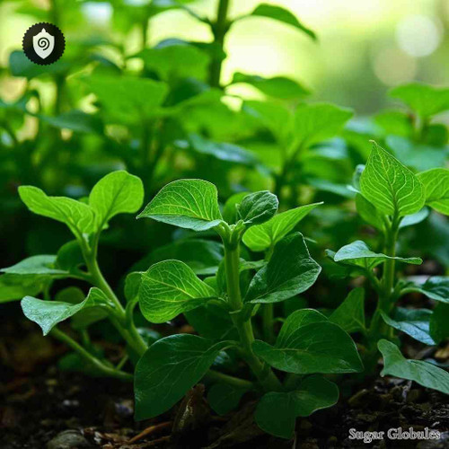 Piper Angustifolium sugar spheres in spherical pellet format for energetic homeopathic (nonmedical) dry-form presentation