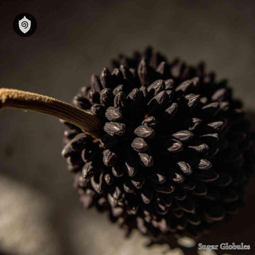 Piper Longum sugar spheres in standard orb format for energetic homeopathic (nonmedical) solid-form presentation