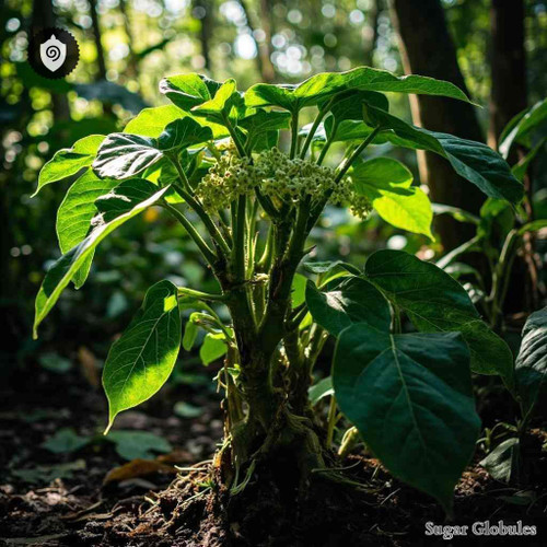 Piper Methysticum sugar spheres in consistent orb format for energetic homeopathic (nonmedical) remedy presentation and dry storage