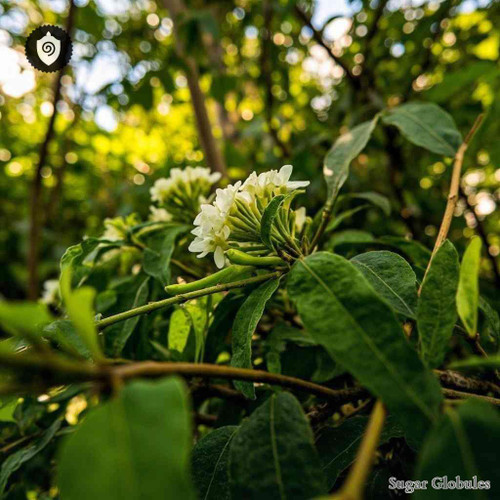 Piper Nigrum sugar granules in small orb format for energetic homeopathic (nonmedical) dry-form presentation and storage