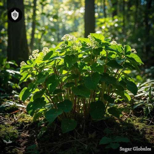 Pirola Rotundifolia sugar granules in uniform orb form for energetic homeopathic (nonmedical) dry-form presentation and storage