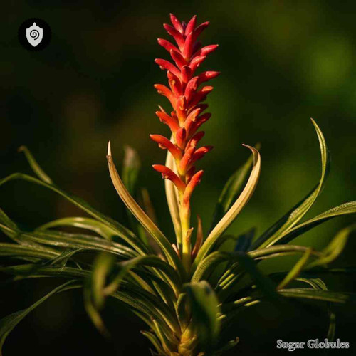 Pitcairnia Angustifolia sugar spheres in consistent orb format for energetic homeopathic (nonmedical) dry-form presentation