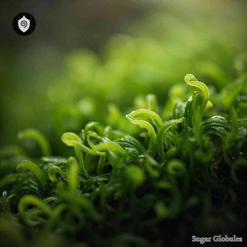 Plagiomnium Undulatum sugar granules in orb form for energetic homeopathic (nonmedical) dry-form product presentation