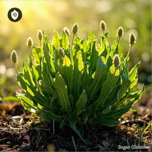 Plantago Coronopus sugar spheres in uniform orb form for energetic homeopathic (nonmedical) remedy presentation and dry storage