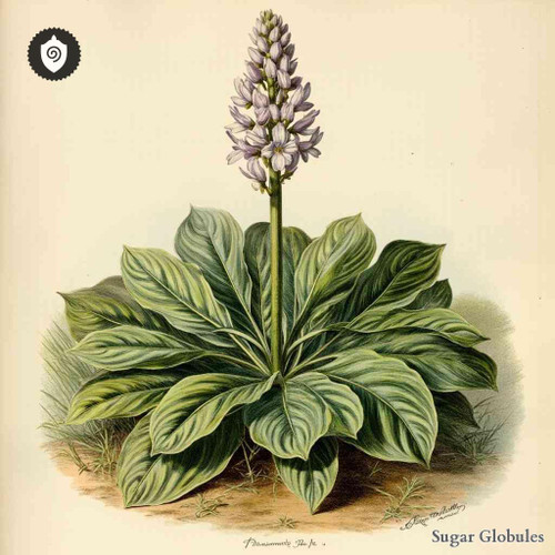 Plantago Media sugar spheres in uniform orb format for energetic homeopathic (nonmedical) dry-form presentation and physical listing