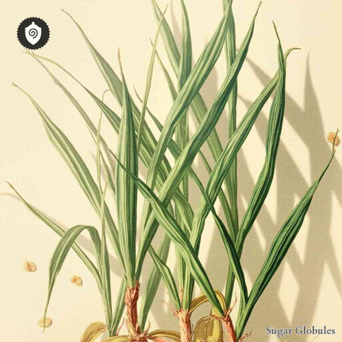 Plantago Psyllium sugar spheres in uniform orb form for energetic homeopathic (nonmedical) dry-form presentation and physical dosing