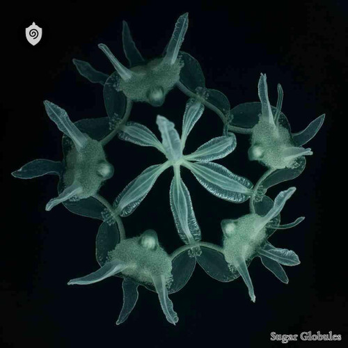 Plasmopara Viticola sugar spheres in orb format for energetic homeopathic (nonmedical) physical remedy presentation