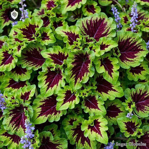 Plectranthus Barbatus sugar spheres in compact orb format for energetic homeopathic (nonmedical) dry-form presentation and storage