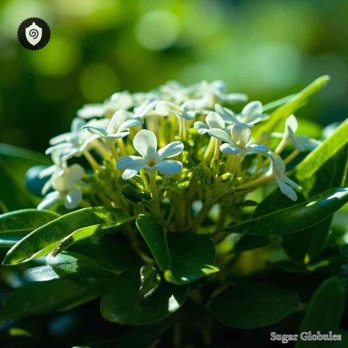 Plectronia Ventosa sugar spheres in consistent pellet form for energetic homeopathic (nonmedical) dry-form presentation