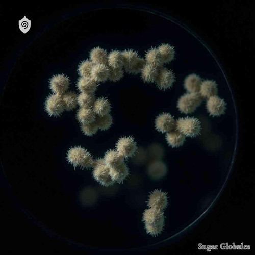 Pneumonia Suis sugar spheres in orb format for energetic homeopathic (nonmedical) dry-form presentation and standard size display