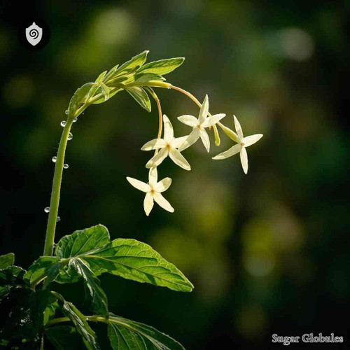 Polyandra Poligama sugar spheres in pellet format for energetic homeopathy (nonmedical) in dry-form presentation and storage