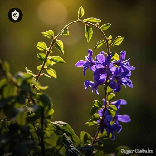 Polygala Myrtifolia sugar spheres in uniform orb form for energetic homeopathic (nonmedical) dry-form presentation and storage