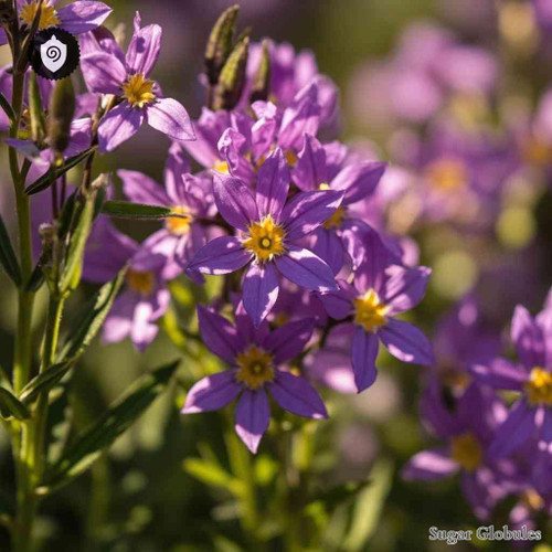 Polygala Vulgaris sugar spheres in precise orb form for energetic homeopathic (nonmedical) dry-form presentation and storage