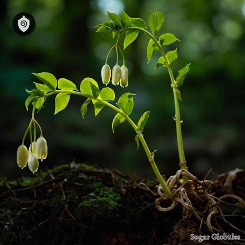 Polygonatum Vulgare sugar spheres in refined pellet form for energetic homeopathic (nonmedical) dry-form presentation and storage