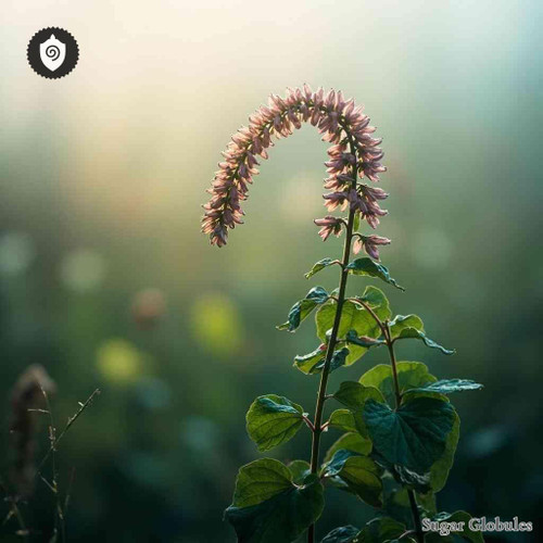 Polygonum Bistorta sugar spheres in precise orb form for energetic homeopathic (nonmedical) dry-form presentation and storage