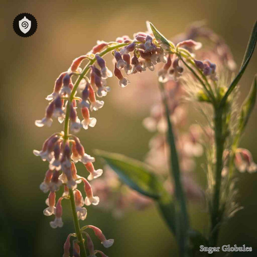 Polygonum Bistortoides sugar granules in compact orb form for energetic homeopathic (nonmedical) dry-form dosing and uniform presentation