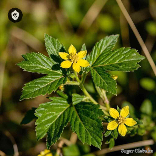 Potentilla Norvegica sugar spheres in orb format for energetic homeopathic (nonmedical) dry-form presentation and safe storage