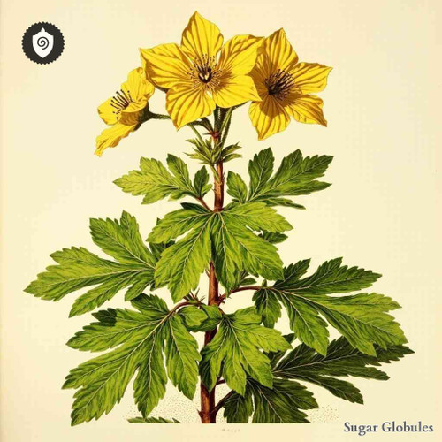 Potentilla Tormentilla sugar granules in standardized orb form for energetic homeopathic (nonmedical) physical remedy presentation