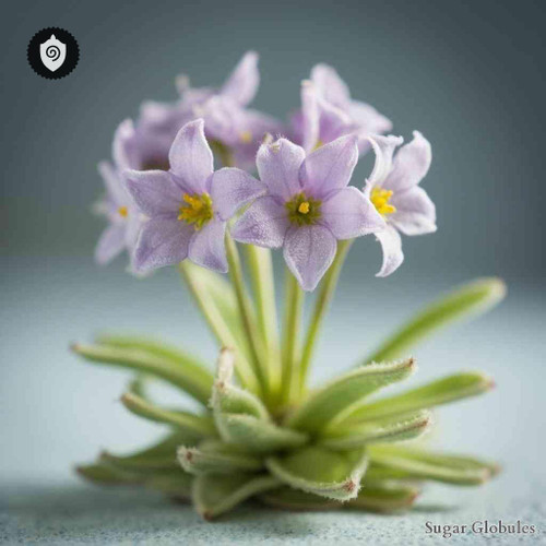 Primula Farinosa sugar granules in spherical form for energetic homeopathic (nonmedical) dry-form presentation and storage