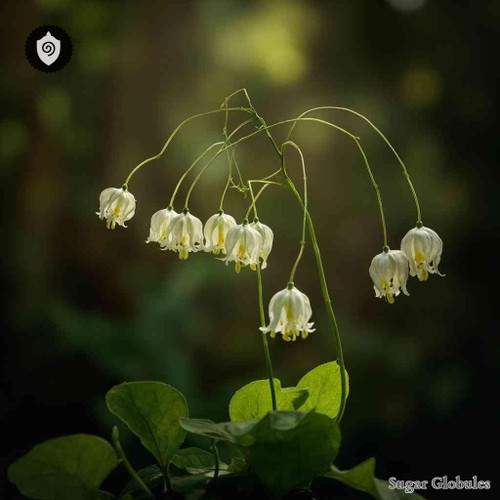 Prosartes Smithii sugar granules in precise orb form for energetic homeopathic (nonmedical) dry-form product presentation