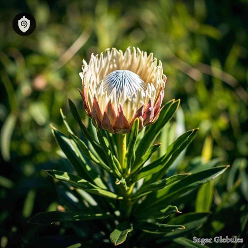 Protea Cynaroides sugar spheres in uniform orb format for energetic homeopathic (nonmedical) dry-form presentation