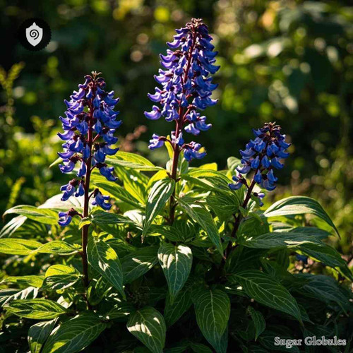 Pseuderanthemum Carruthersii sugar spheres in orb format for energetic homeopathic (nonmedical) dry-form physical presentation