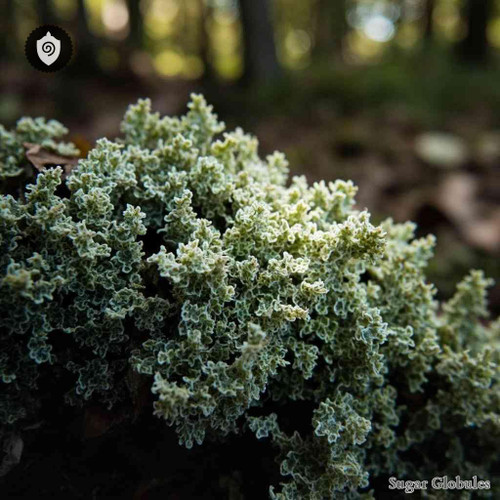 Pseudevernia Furfuracea sugar spheres in uniform orb format for energetic homeopathic (nonmedical) dry-form presentation