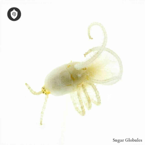 Pseudococcus Longispinus sugar spheres in standard orb form for energetic homeopathic (nonmedical) dry storage and physical presentation