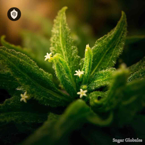 Psychotria Pilosa sugar spheres in uniform orb presentation for energetic homeopathic (nonmedical) physical product format