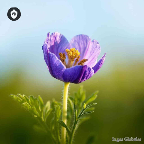 Pulsatilla Vulgaris sugar orbs in standard granule format for energetic homeopathic (nonmedical) dry product presentation