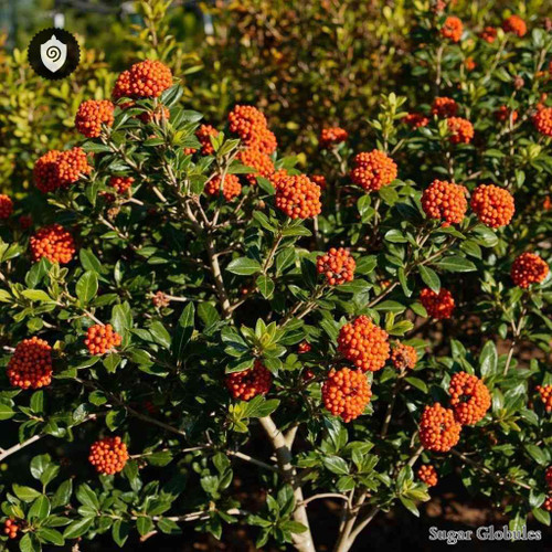 Pyracantha Koidzumii sugar granules in uniform orb form for energetic homeopathic (nonmedical) dry-form physical product presentation