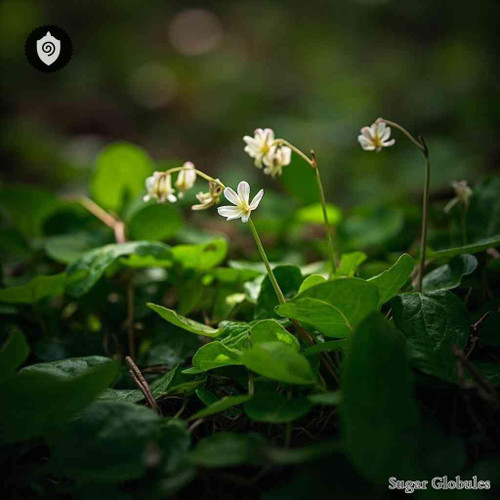 Pyrola Minor sugar spheres in orb format, precisely sized for energetic homeopathic (nonmedical) dry-form presentation and storage