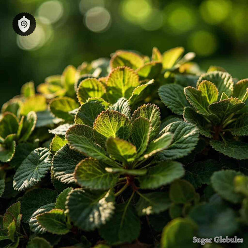 Pyrrosia Nummulariifolia sugar spheres in precise orb format for energetic homeopathic (nonmedical) physical form presentation