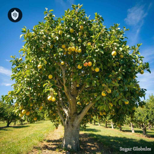 Pyrus Communis sugar spheres in compact orb form for energetic homeopathic (nonmedical) dry-form presentation and storage