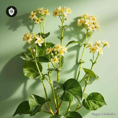 Rajania Subsamarata sugar spheres in precise orb form for energetic homeopathic (nonmedical) dry-formulation presentation